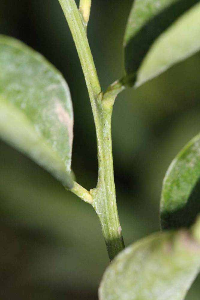            First year twig (Riverside, CA)   